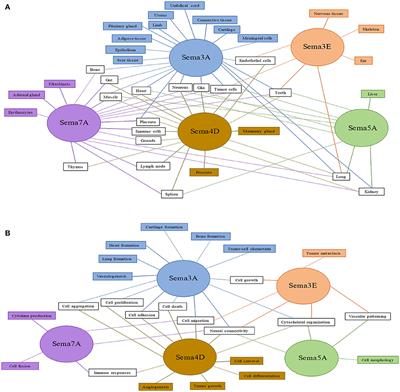 CD100 Effects in Macrophages and Its Roles in Atherosclerosis